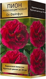 Луковица пиона молочноцветкового ПОИСК Ол Фейтфул 1 шт