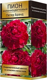 Луковица пиона молочноцветкового ПОИСК Петер Бранд 1 шт