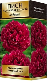 Луковица пиона молочноцветкового ПОИСК Хайлайт 1 шт