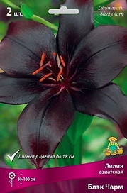 Луковицы лилия Блэк Чарм 1 шт