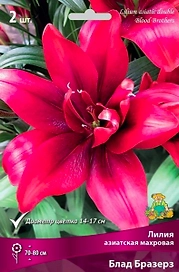Луковицы лилия Блад Бразерз 1 шт