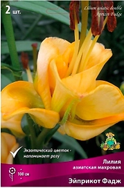 Луковицы лилии азиатской махровой ПОИСК Эйприкот Фадж 2 шт