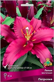 Луковицы лилии восточной ПОИСК Петролия 2 шт