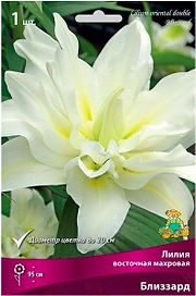 Луковицы лилии восточной махровой ПОИСК Близзард 1 шт