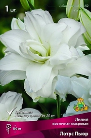Луковицы лилия Лотус Пьюр 1 шт