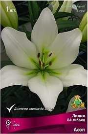 Луковицы лилии ла-гибрид ПОИСК Асоп 1 шт