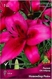 Луковица лилии оа-гибрид ПОИСК Новембер Рейн 1 шт