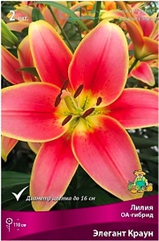Луковица лилии оа-гибрид ПОИСК Элегант Краун 2 шт