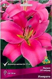 Луковицы лилии от-гибрид ПОИСК Импрато 2 шт