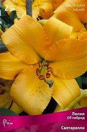 Луковицы лилии ПОИСК Салтарелло 1 шт