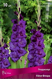 Луковицы Гладиолуса ПОИСК Пепл Флора 3 x 3 шт