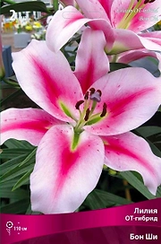 Луковицы лилии ПОИСК Бон Ши 1 шт