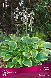 Корневище Хосты гибридной ПОИСК Атлантис