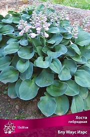 Корневище Хосты гибридной ПОИСК Блу Маус Ирс