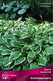 Корневище Хосты волнистой ПОИСК Альбомаргината