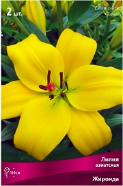Луковица Лилии ПОИСК Жиронда