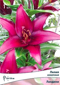 Луковицы лилии ПОИСК Ландини 1 шт