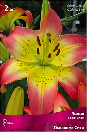 Луковица Лилии ПОИСК Оклахома Сити