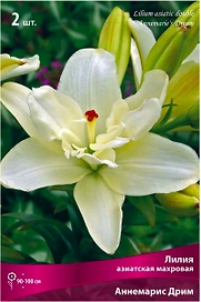 Луковица Лилии ПОИСК Аннемарис Дрим