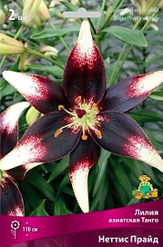 Луковица Лилии азиатской ПОИСК Танго Прайд