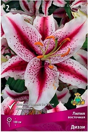 Луковица Лилии восточной ПОИСК Диззи