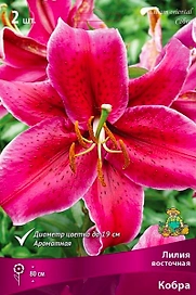 Луковица Лилии восточной ПОИСК Кобра
