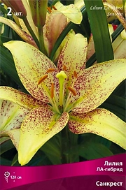 Луковица Лилии ЛА-гибрид ПОИСК Санкрест