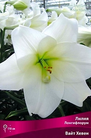 Луковица Лилии лонгифлорум ПОИСК Вайт Хевен