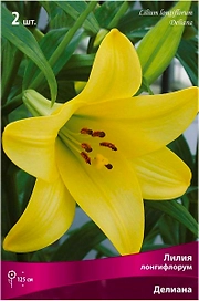 Луковицы лилии ПОИСК Делиана 2 шт