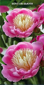 Корневище Пиона травянистого ПОИСК Боулов Бьюти