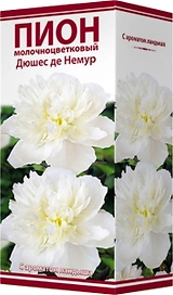 Корневище Пиона травянистого ПОИСК Дюшес де Немур