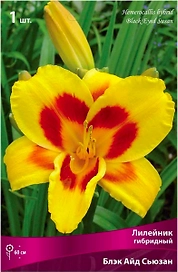 Луковица лилейника ПОИСК Блэк Айд Сьюзан
