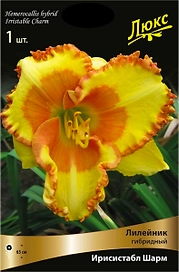 Луковица Лилейника ПОИСК Ирисаистабл Шарм