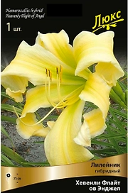 Корневище Лилейника ПОИСК Хевенли Флайт Энджел