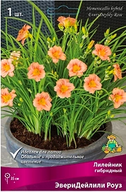 Луковица Лилейника ПОИСК ЭвериДейлили Роуз