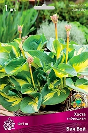 Корневище Хосты гибридной ПОИСК Бич Бой