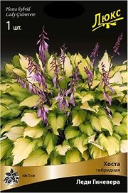 Корневище Хосты ПОИСК Леди Гиневера