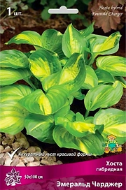 Корневище Хосты гибридной ПОИСК Эмеральд Чарджер