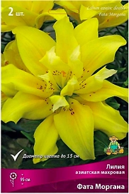 Луковица Лилии ПОИСК Фата Моргана