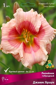 Луковица Лилейника ПОИСК Джанис Браун