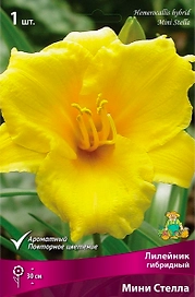 Луковица Лилейника ПОИСК Мини Стелла