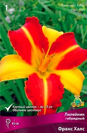 Луковица Лилейника ПОИСК Франс Халс