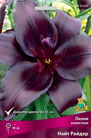 Луковица Лилии ПОИСК Найт Райдер