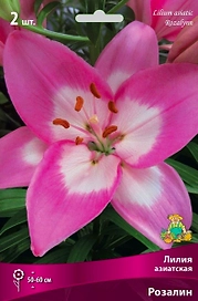 Луковица Лилии ПОИСК Розалин