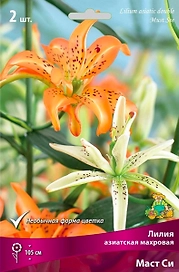 Луковицы лилии ПОИСК Маст Си 1 шт