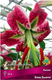 Луковица Лилии ПОИСК Блэк Бьюти