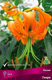 Луковицы лилии ПОИСК Генри 1 шт