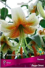 Луковицы лилии ПОИСК Леди Элис 1 шт