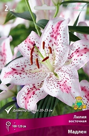 Луковицы лилии ПОИСК Мадлен 1 шт