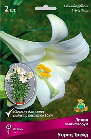 Луковицы лилии ПОИСК Уорлд Трейд 1 шт